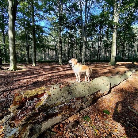 Sfeervol Chalet In Drenthe Bij Het Dwingelderveld Villa Spier Eksteriør billede