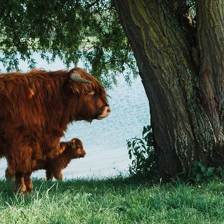 Sfeervol Chalet In Drenthe Bij Het Dwingelderveld Villa Spier Eksteriør billede