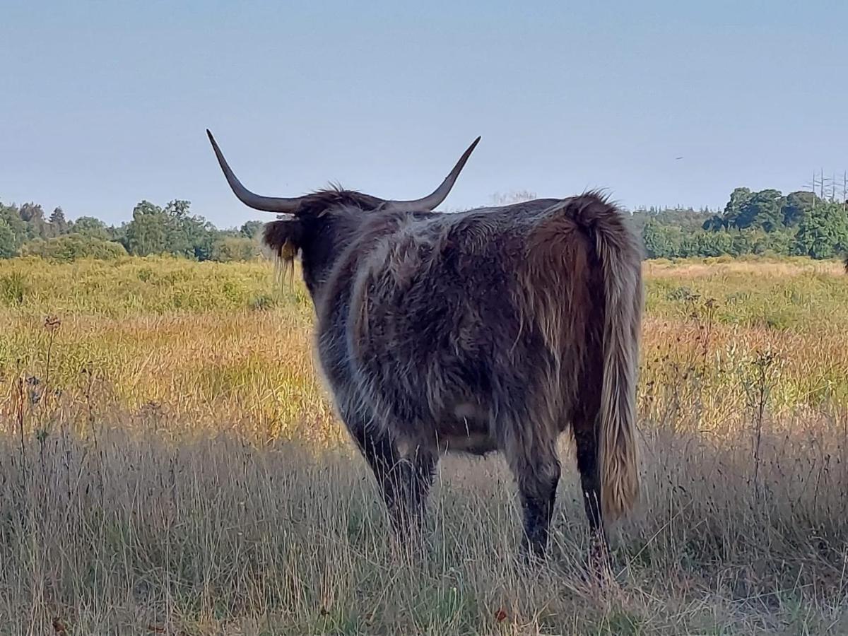 Sfeervol Chalet In Drenthe Bij Het Dwingelderveld Villa Spier Eksteriør billede