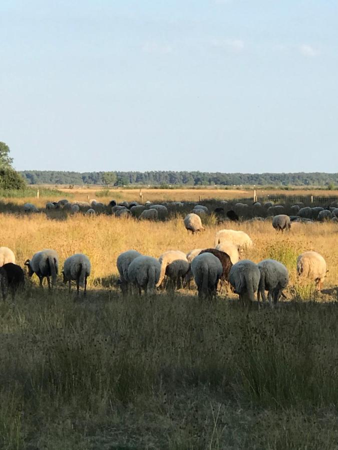 Sfeervol Chalet In Drenthe Bij Het Dwingelderveld Villa Spier Eksteriør billede