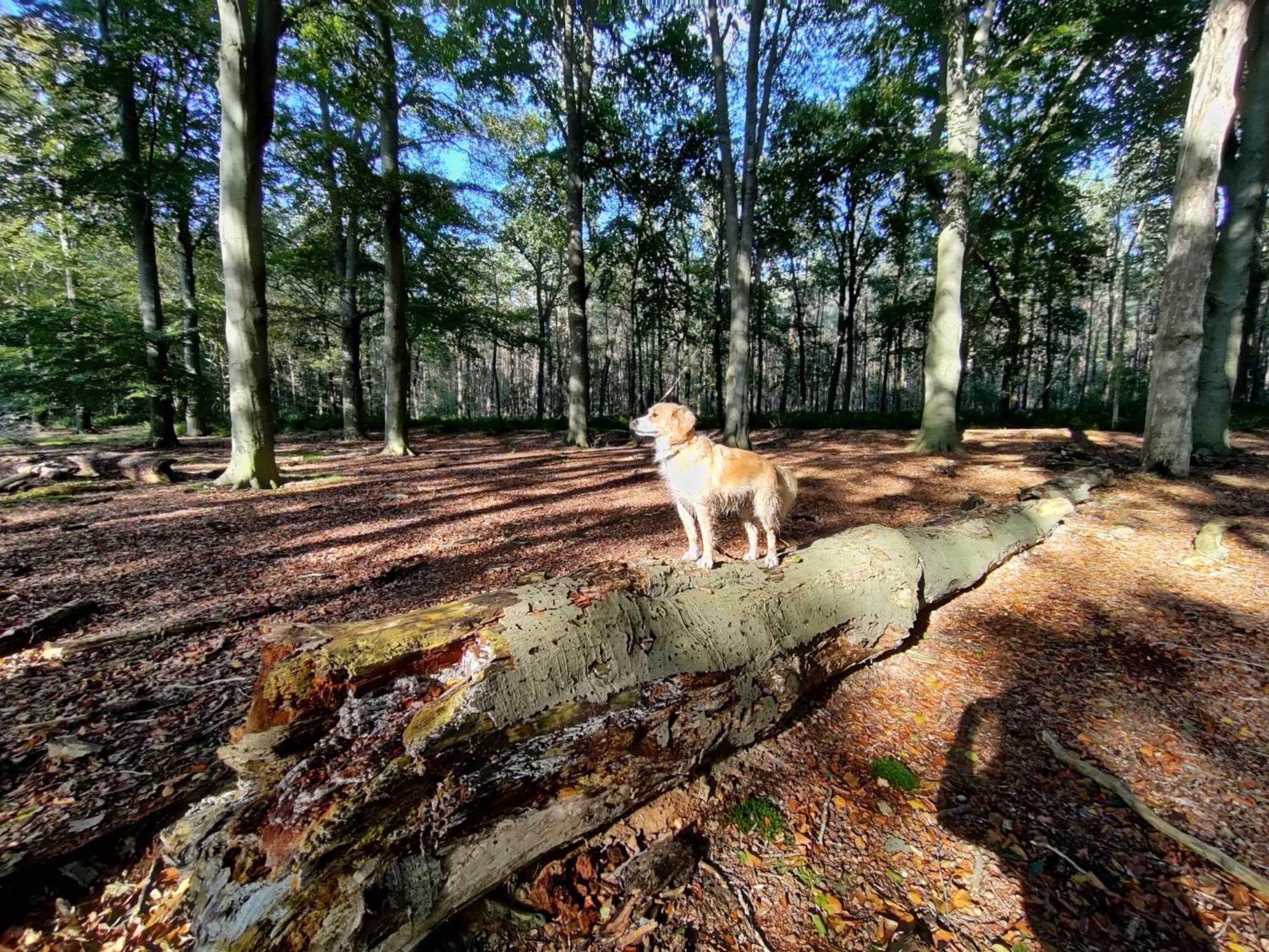 Sfeervol Chalet In Drenthe Bij Het Dwingelderveld Villa Spier Eksteriør billede